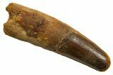 Fossil Spinosaurus Tooth - Feeding Worn Tip #330082-1